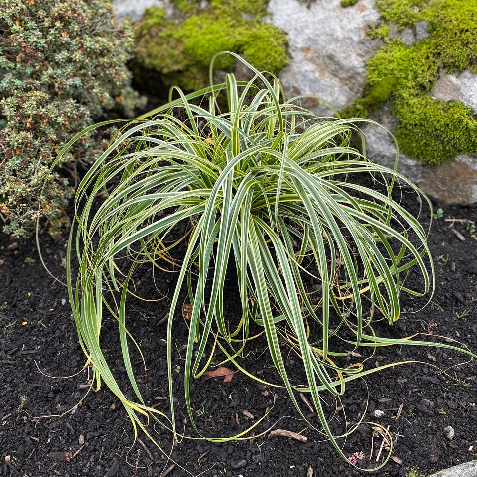 Carex Sedge 'Feather Falls'